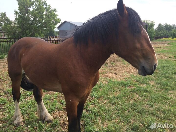 Жеребчики на племя