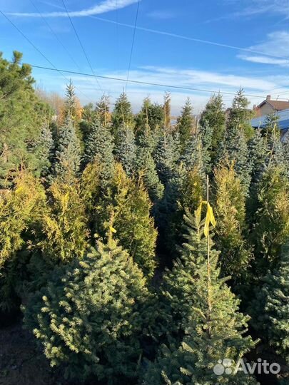 Хвойные растения