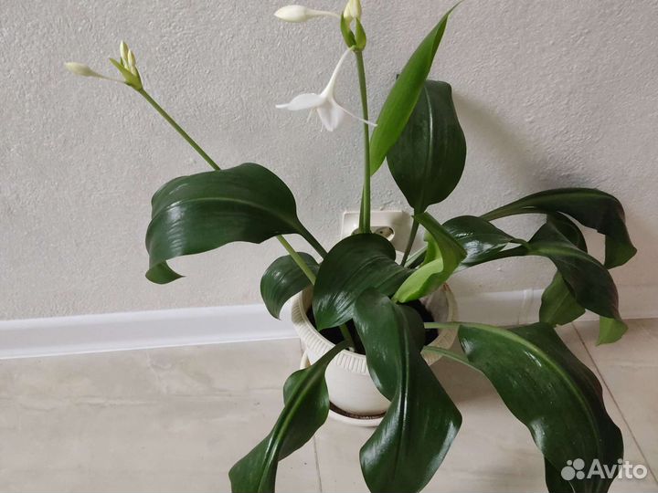 Эухарис амазонская лилия