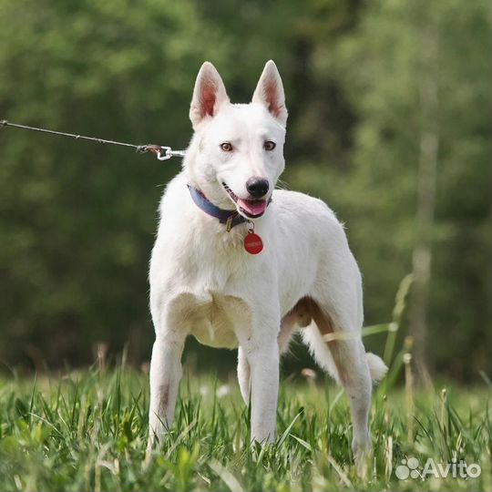 Отдам собаку с эльфийской внешностью 43 в холке