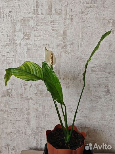 Цветущие женское счастье