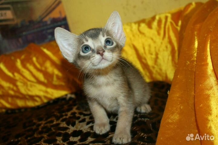 Абиссинский кот + бенгалка, ориенталка