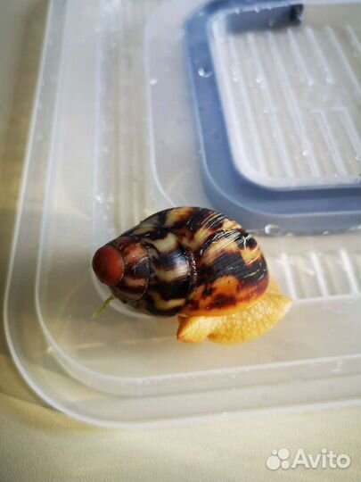 Улитки архахатины эгрегия стандарт