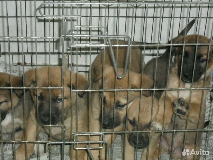 Щенки в пункте отлова