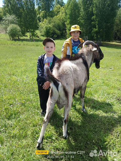 Продам козла