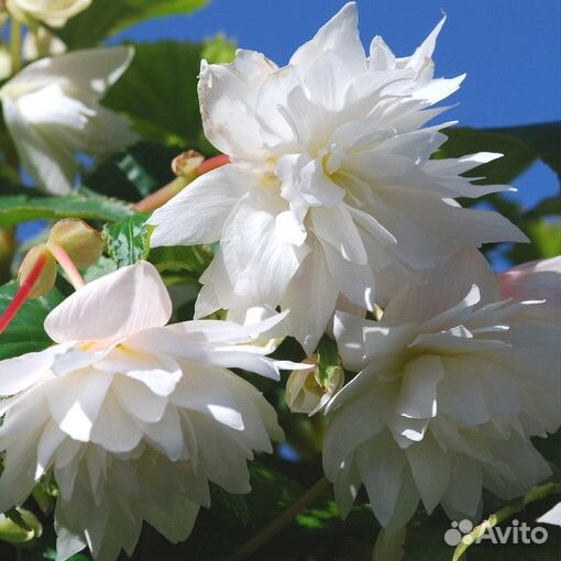 Бегония ампельная беликония