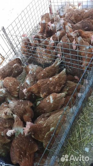 Куры несушки