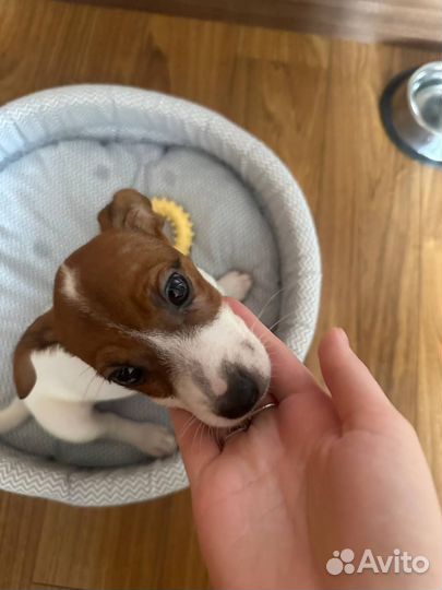 Щенок Джек Рассел терьер (девочка)