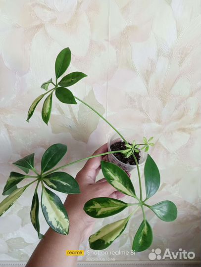 Шефлера вариегатная