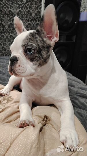 Французский бульдог