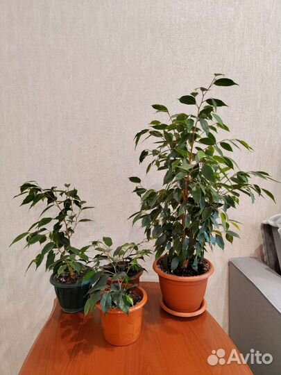 Фикус бенджамина
