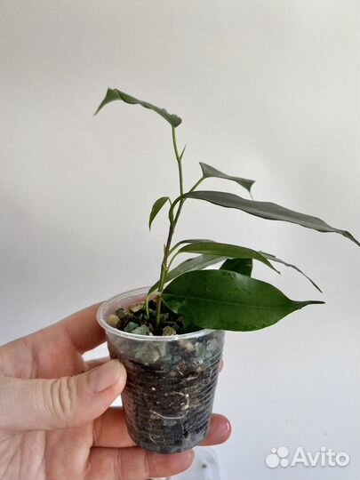 Фикус бенджамина