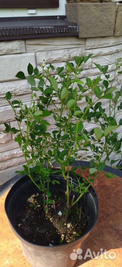 Роза мультифлора