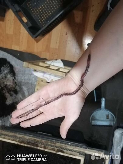 Черви дендробена