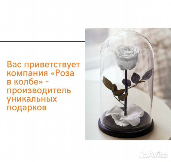 Роза в колбе. Живая