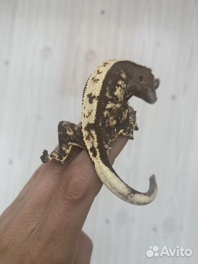 Бананоед Самка