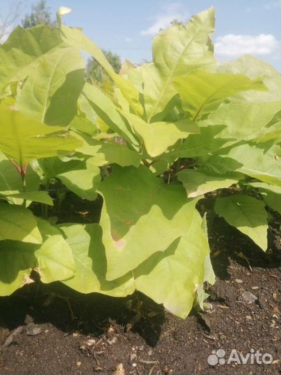 Саженцы красного дуба