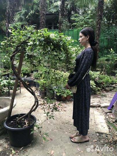 Трахелоспермум жасминовидный