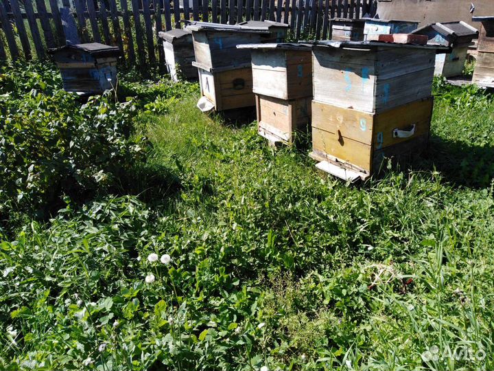 Пчёлы с домиками