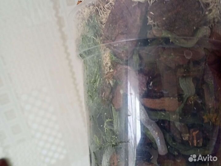 Орхидея фаленопсис