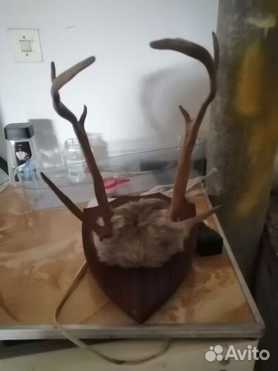 Продам рога оленя