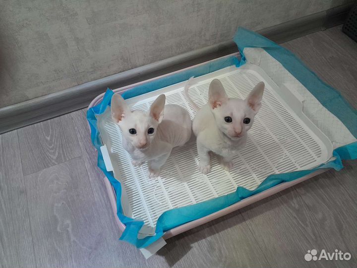 Котята Корниш-рэкс