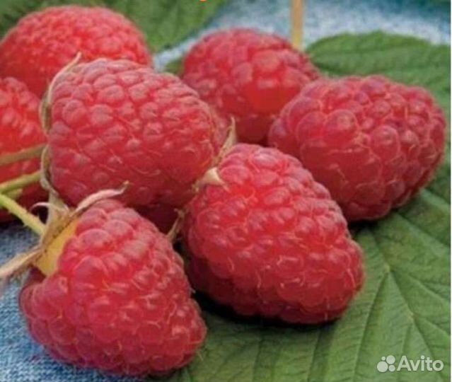 Малина, смородина