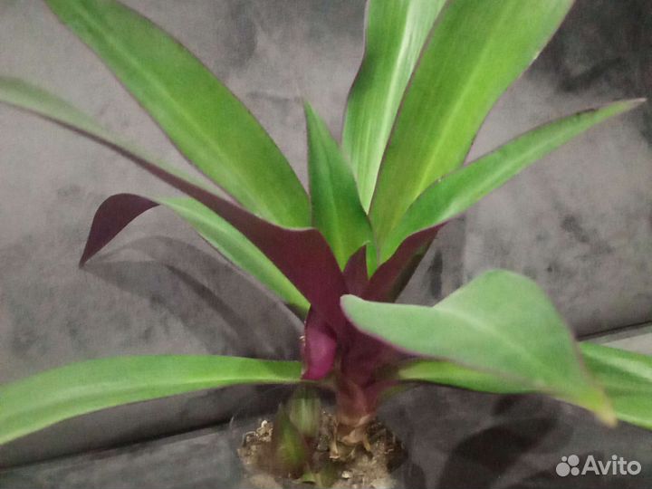 Рэо или «ладья Моисея»