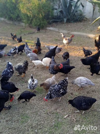 Продажа цыплят