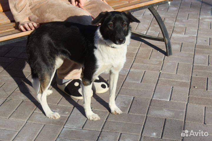 Собака в добрые руки