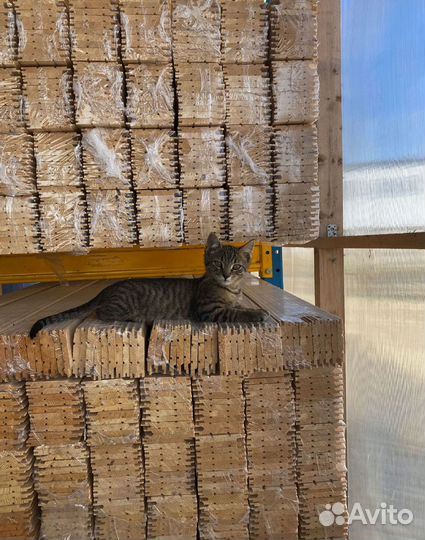 Евровагонка