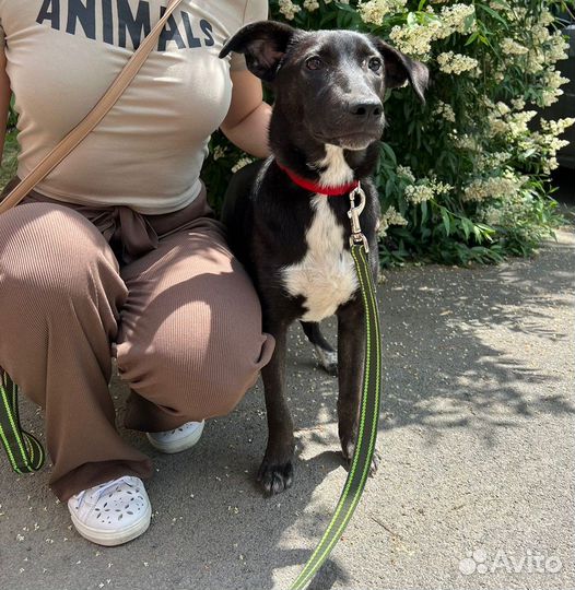 Собачка в добрые руки