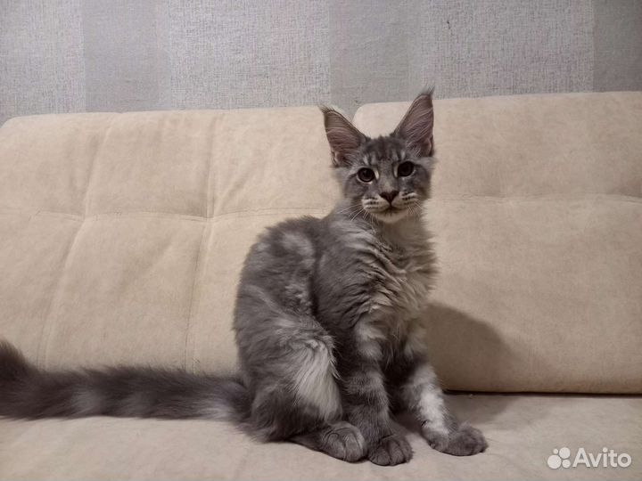 Котята мейн-кун