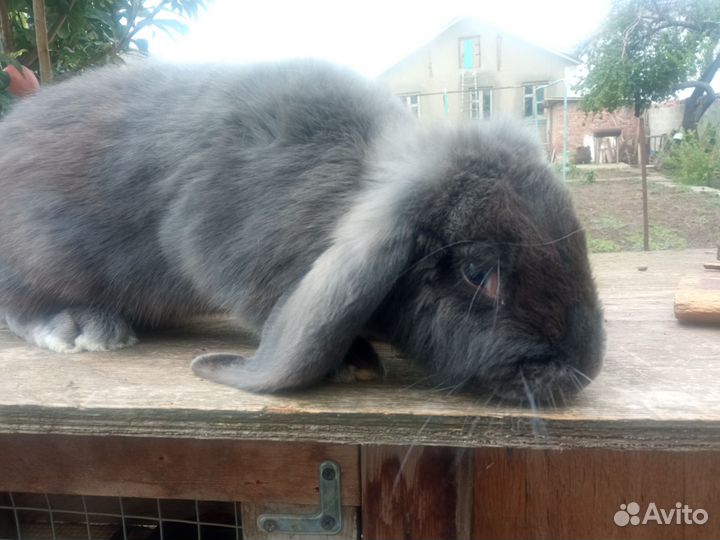 Кролики мясных пород великаны