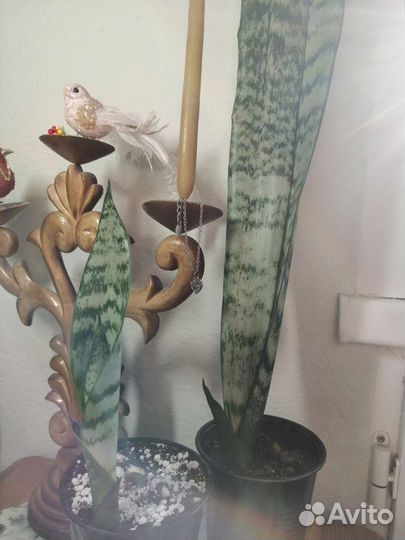 Сансевиера Щучий Хвост