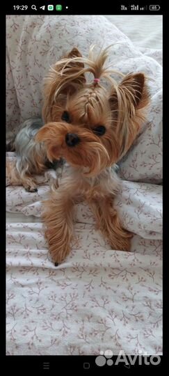 Йоркширский терьер