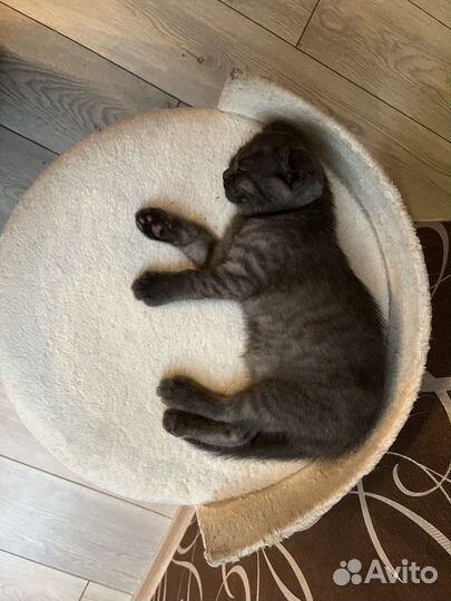 Отдам в добрые руки кошку и котенка(девочка 3 мес