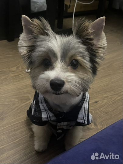 Вязка бивер йорк