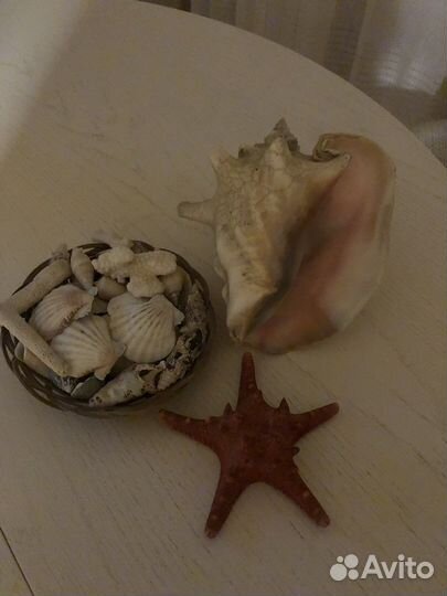 Морские ракушки раковины и коралы