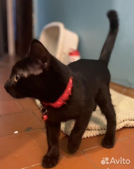 Котёнок черный бесплатно