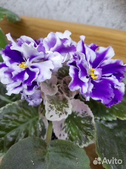 Черенки сортовых фиалок на срез