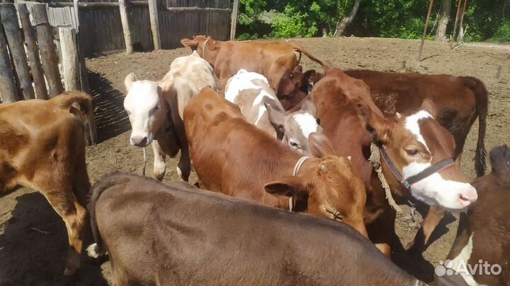 Телята бычки