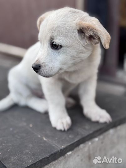 Щенки дворняжки