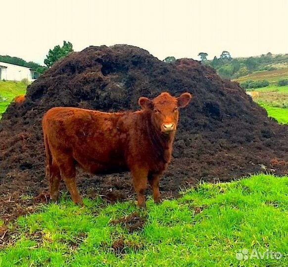 Навоз конский, коровий, перегной