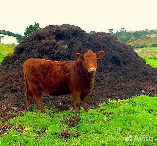Навоз конский, коровий, перегной
