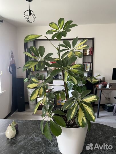 Комнатные цветы шефлера