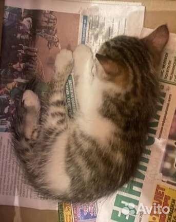 Красивый котенок