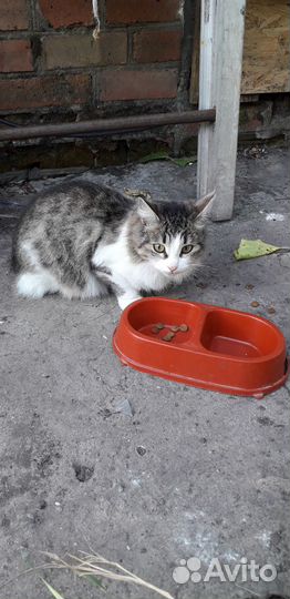 Найдена кошечка