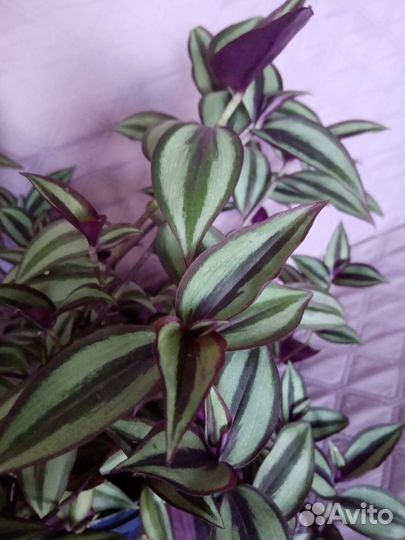 Традесканция зебрина