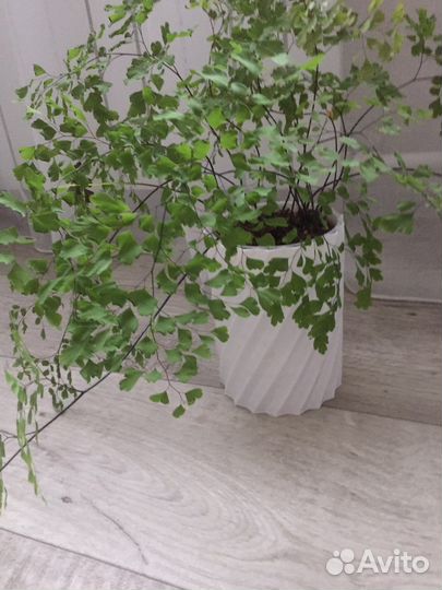 Папоротник венерин волос